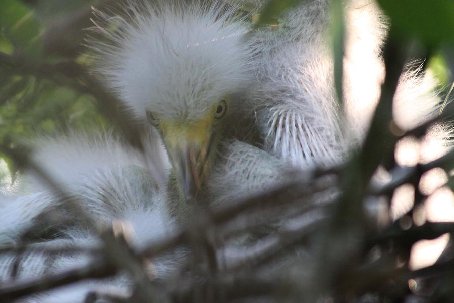 Baby Egret Photograph by Jeanne Andrews