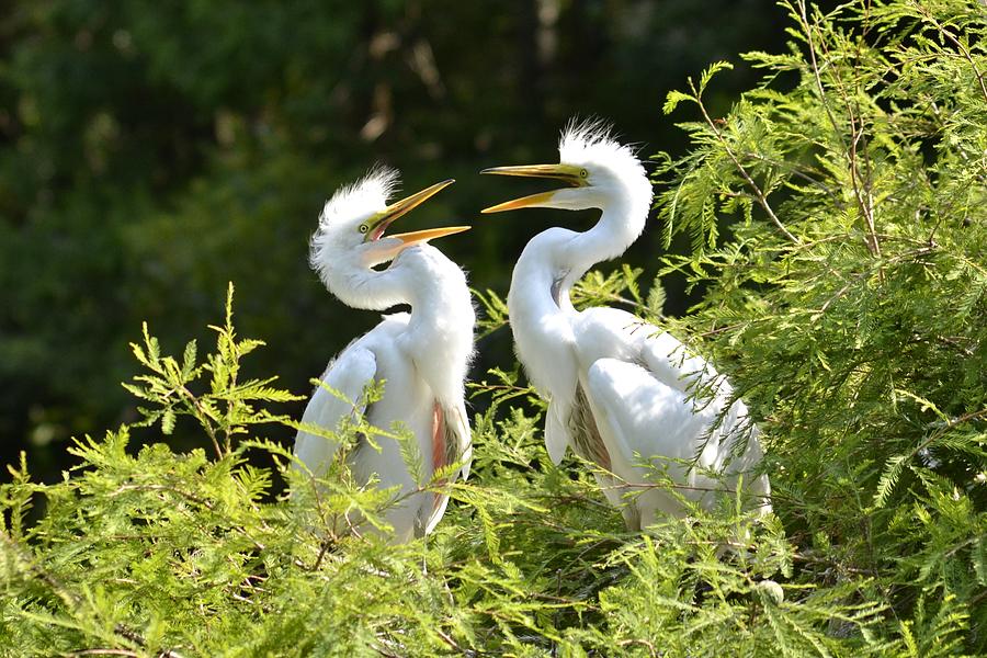 Baby Egrets Chattering Photograph by Bill Hosford