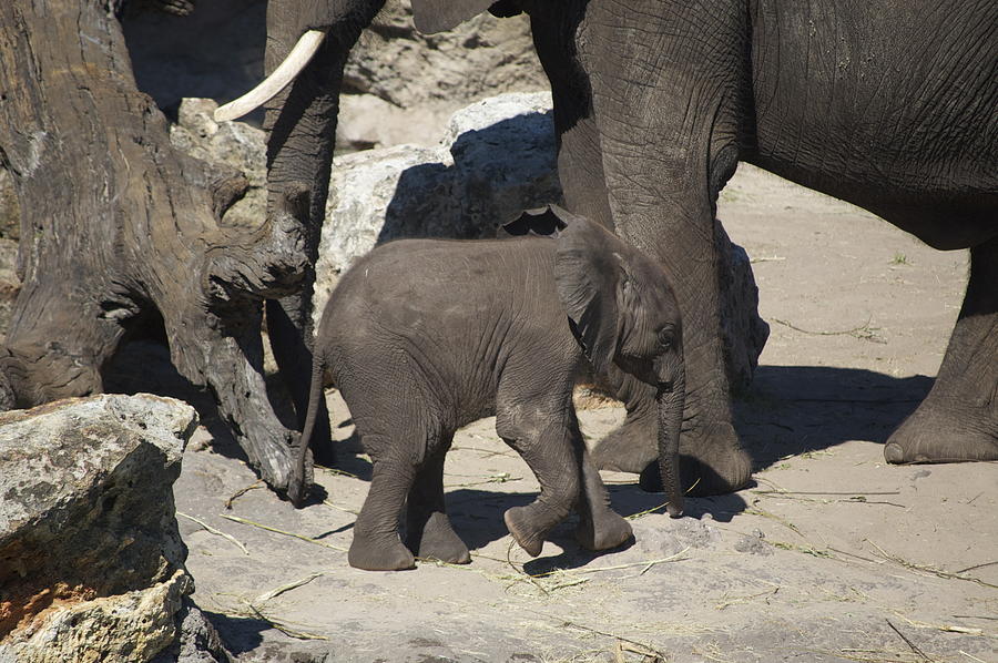 Elephant Photograph - Baby Elephant by Adam Hopke