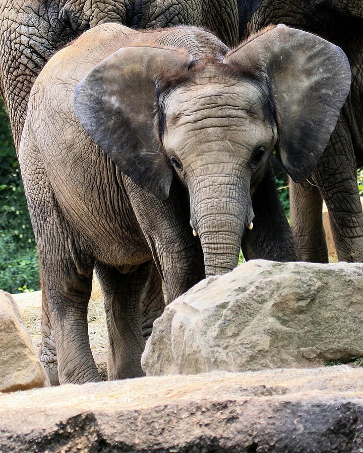 Baby Elephant Photograph by Angela Rath