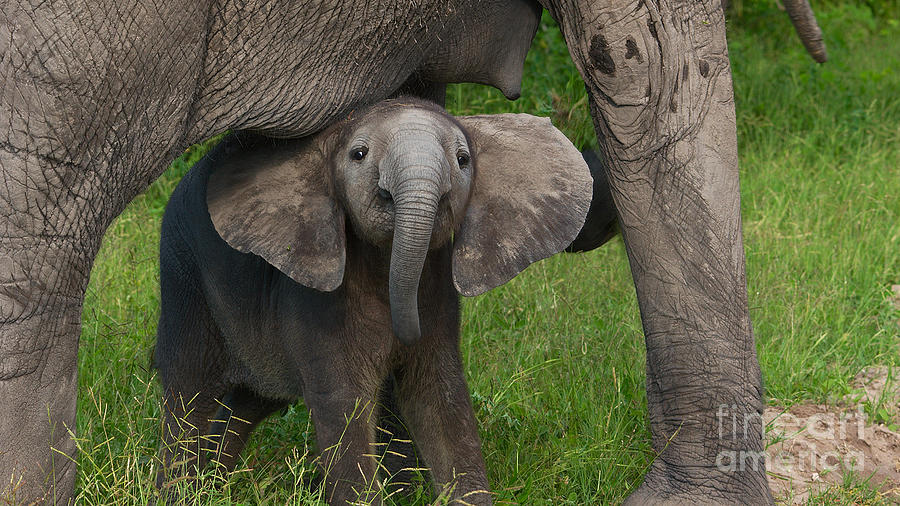 Baby elephant Photograph by Mareko Marciniak