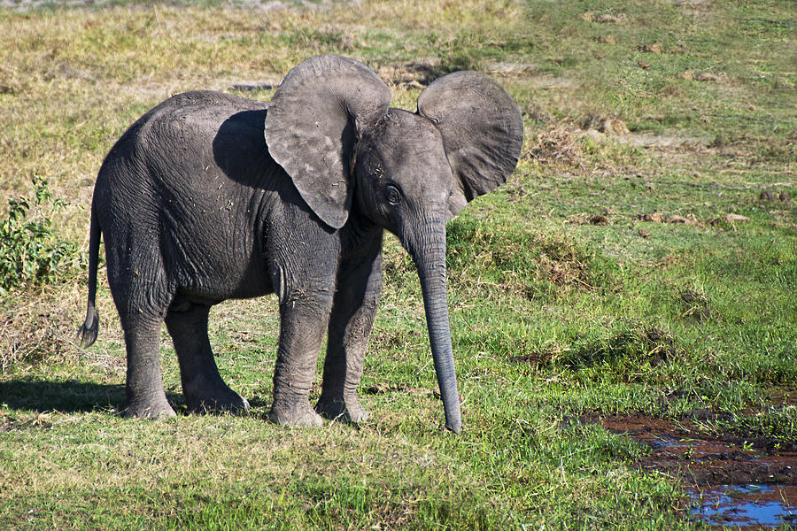 Baby Elephant Photograph by Marion McCristall - Fine Art America