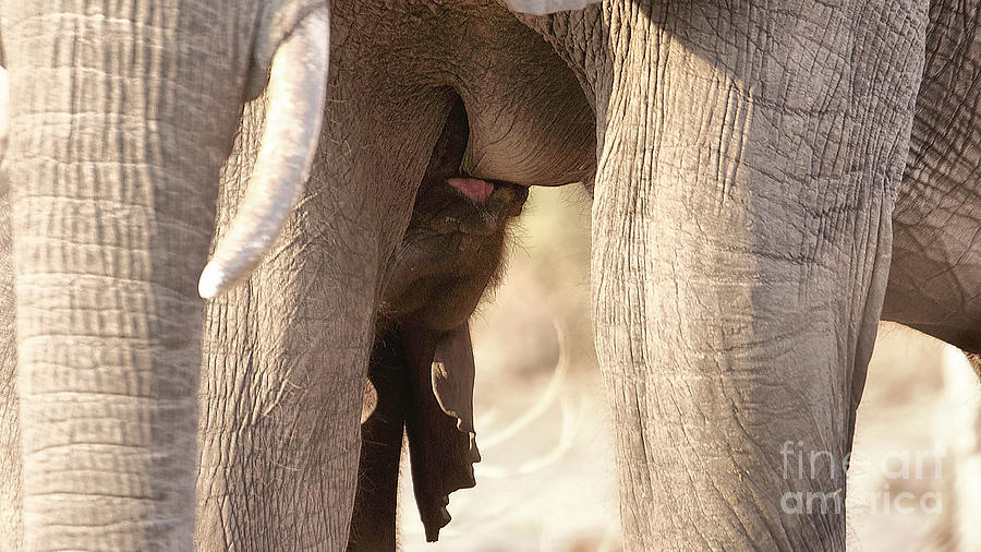 Baby elephant nursing Photograph by Mareko Marciniak