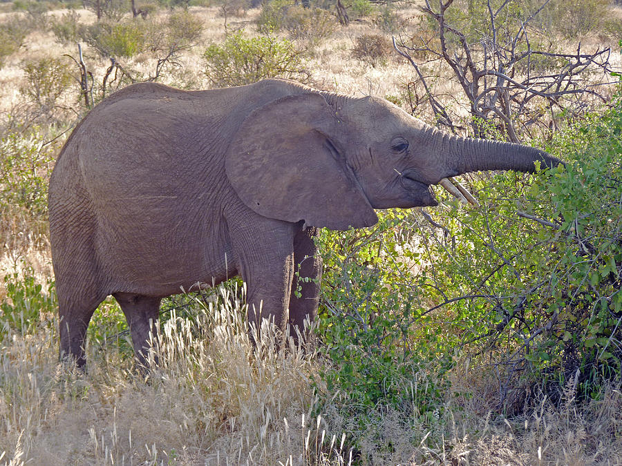 Baby elephant Photograph by Tony Murtagh