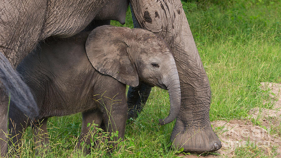 Baby elephant well protected Photograph by Mareko Marciniak