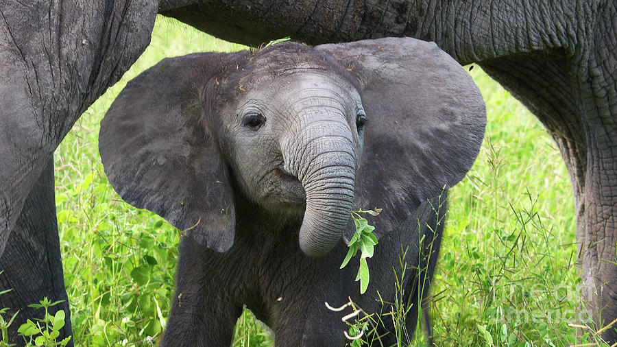 Baby elephant with a twig Photograph by Mareko Marciniak
