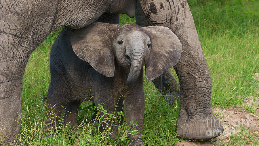 Baby elephant with mother Photograph by Mareko Marciniak