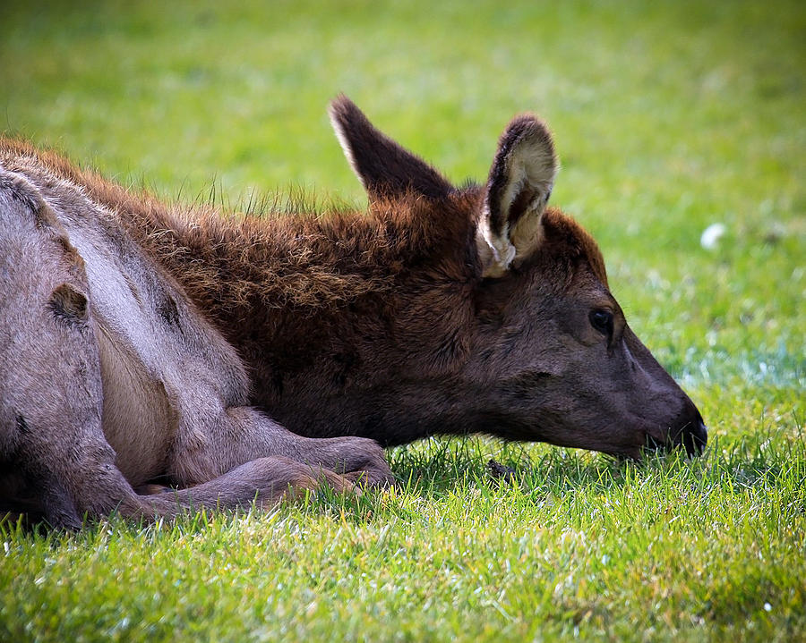 Baby Elk Photograph by Steve McKinzie