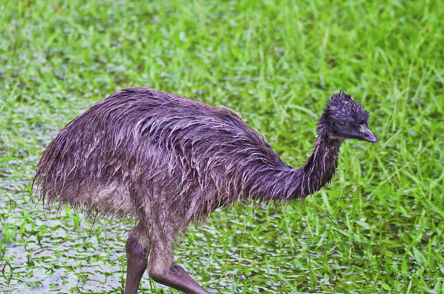 Baby Emu Photograph by Harry Strharsky