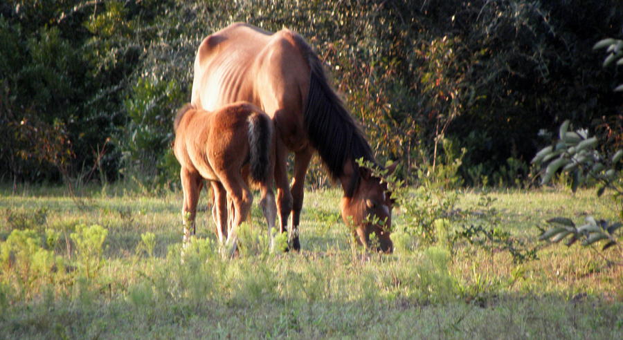 Baby Feeding From Mom While She Grazes In The Grass Photograph by Kim Galluzzo