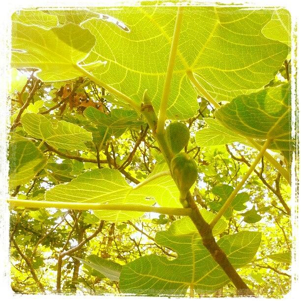 Nature Photograph - Baby Figs by Micah Mulinix