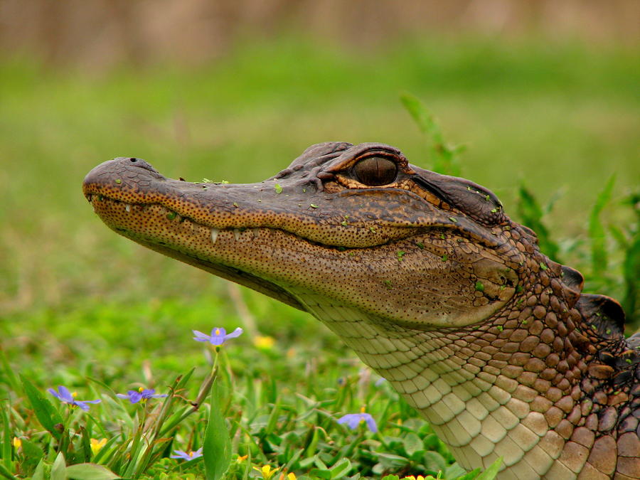 Baby Gator Photograph by David Brown | Pixels