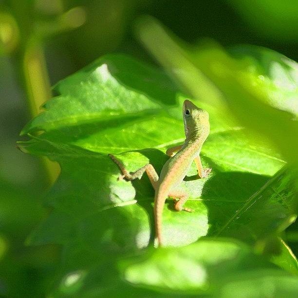 Nature Photograph - Baby Gecko by Tony Delsignore