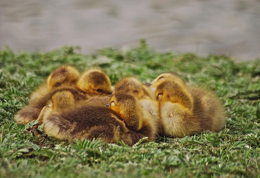 Baby Geese Photograph by Michael Peychich