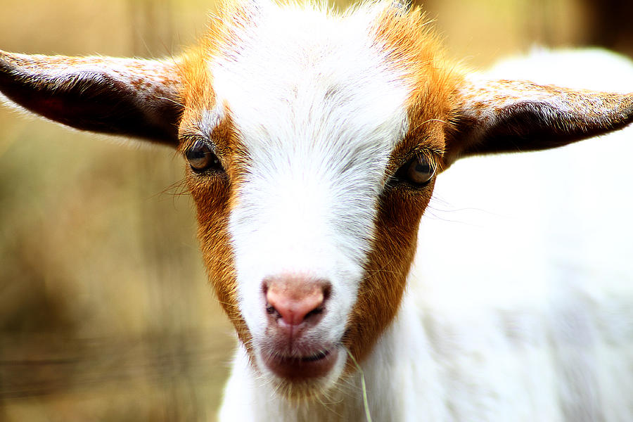 Baby Goat 1 Photograph by Scott Hovind