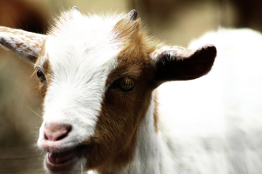 Baby Goat 2 Photograph by Scott Hovind