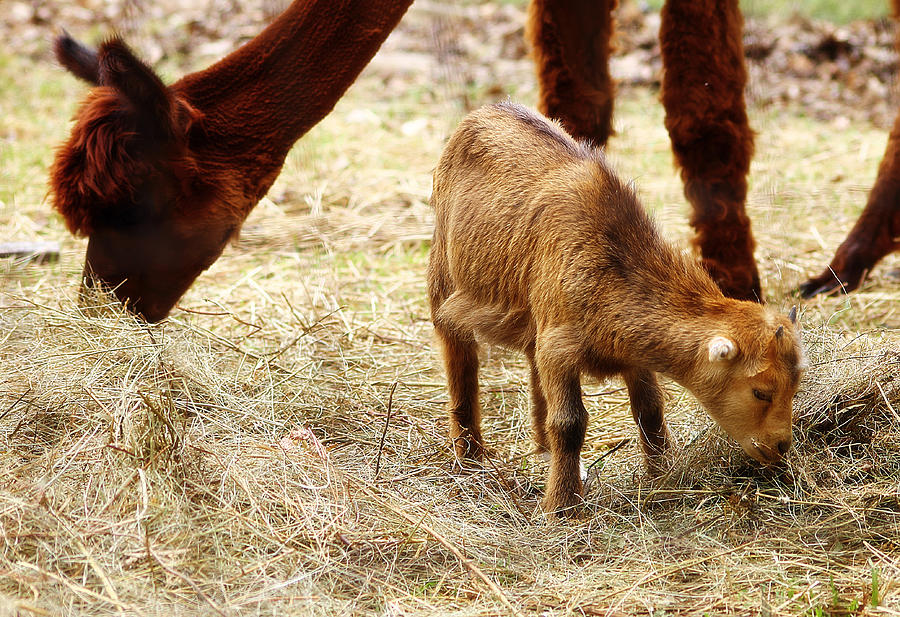 Baby Goat 3 Photograph by Scott Hovind