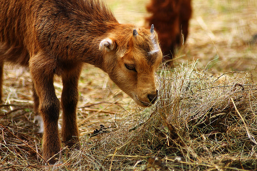 Baby Goat 4 Photograph by Scott Hovind