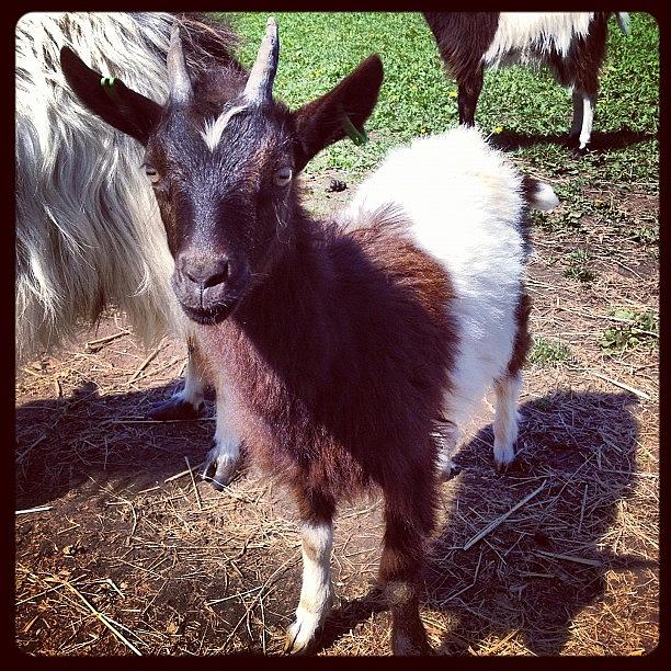 Nature Photograph - #baby #goat #kid #babygoat #cute by Miss Wilkinson
