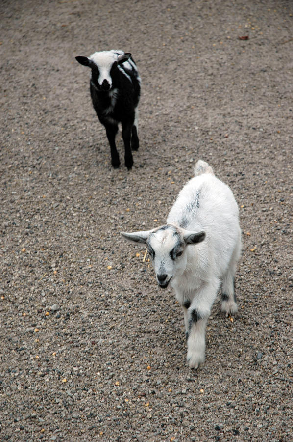 Baby goats Photograph by LeeAnn McLaneGoetz McLaneGoetzStudioLLCcom