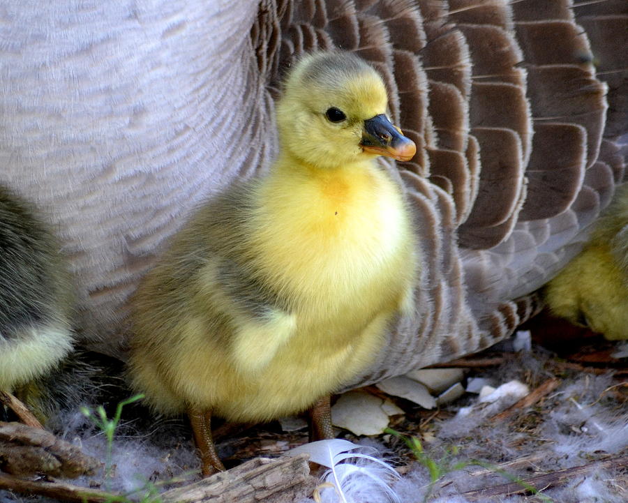 Baby Goose Photograph by Lisa Jaworski - Fine Art America