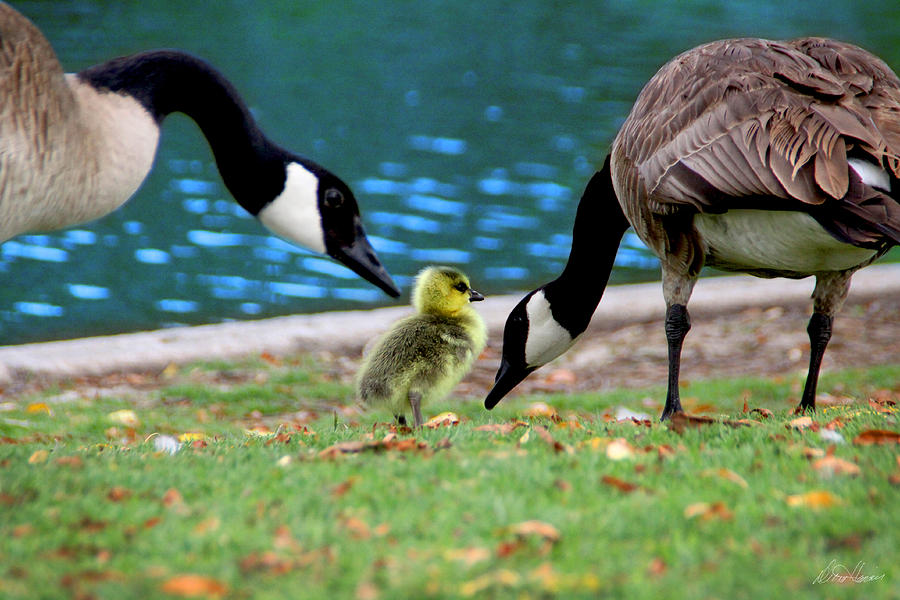 Geese Photograph - Baby Goose With Parents by Diana Haronis