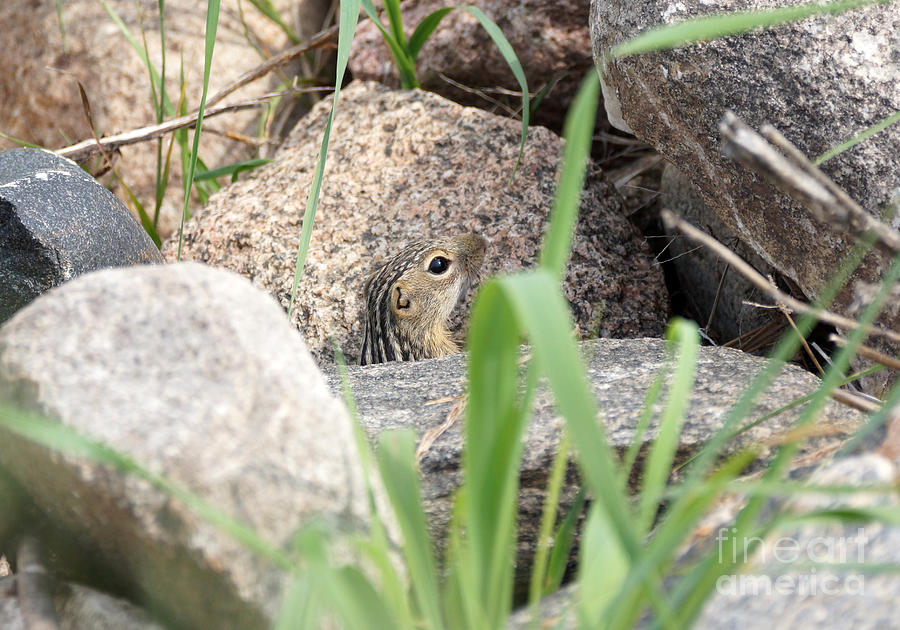 Baby gopher Photograph by Lori Tordsen Pixels