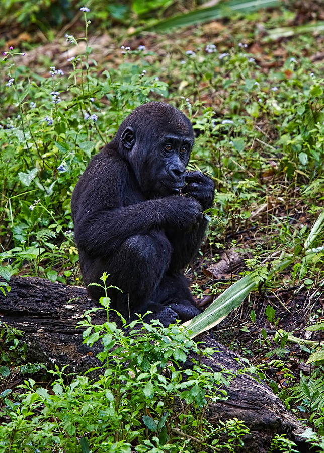 Baby Gorilla Photograph by Jason Blalock