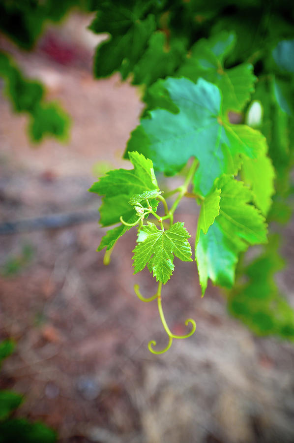 Grape Photograph - Baby Grape Vines  by Kristine Ellison