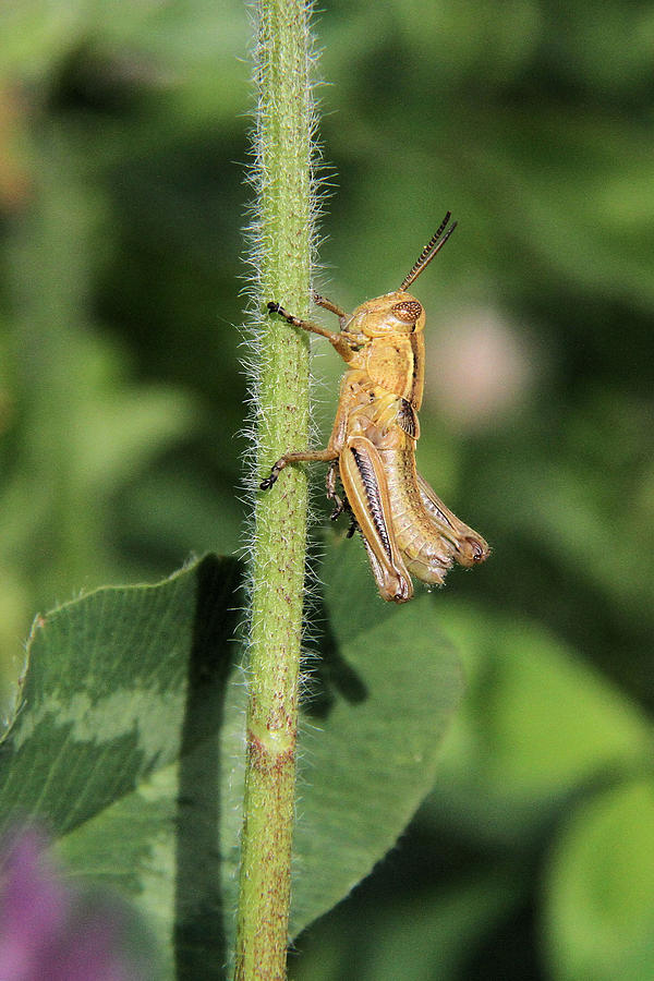 Baby Grasshopper Photograph by Doris Potter