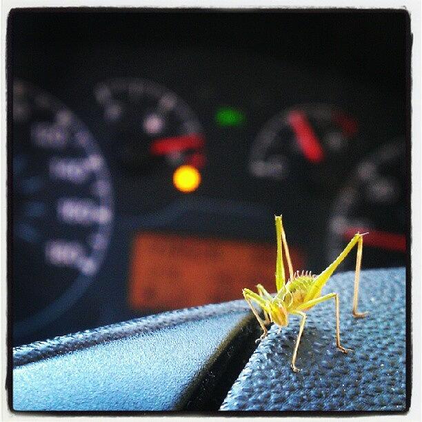 Grasshopper Photograph - Baby #grasshopper On My Driving Wheel by Alfredo Vannacci
