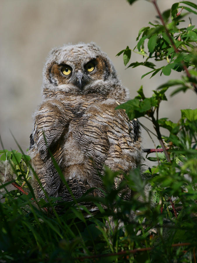 Baby Great Horned Owl Photograph by Doug Lloyd