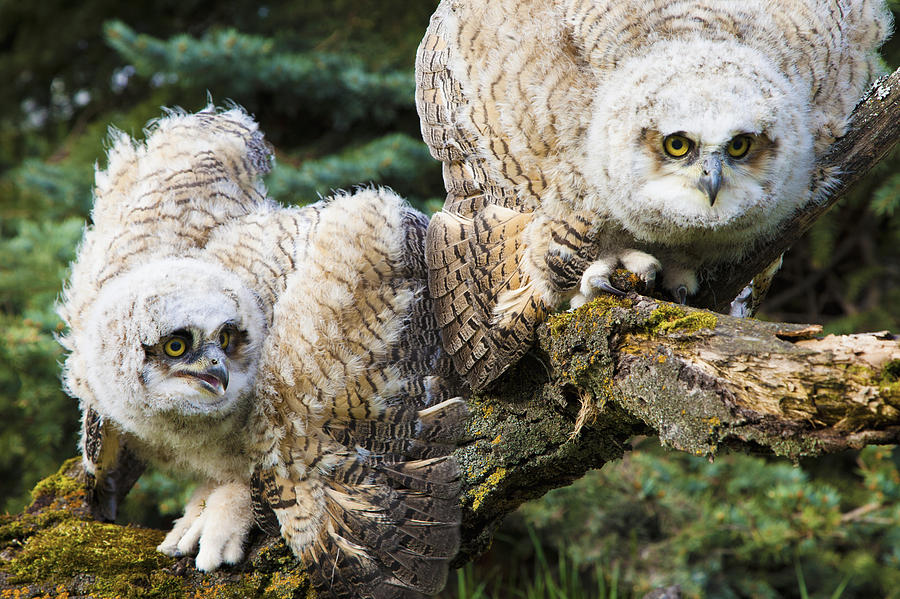 baby-great-horned-owls-bubo-virginianus-photograph-by-steve-nagy