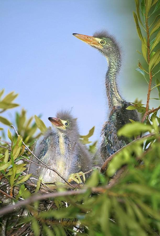 Bird Photograph - Baby greens by Patrick Lynch