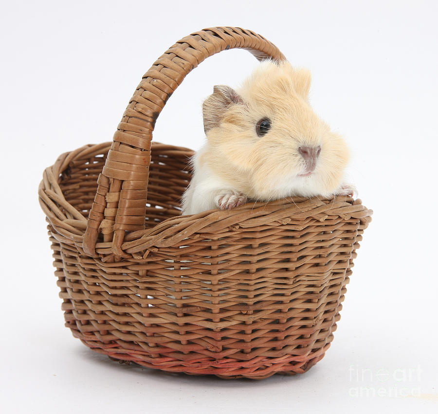 Baby Guinea Pig In A Wicker Basket Photograph by Mark Taylor