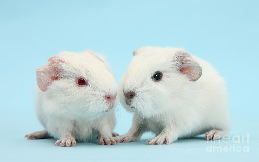 Baby Guinea Pigs Photograph by Mark Taylor