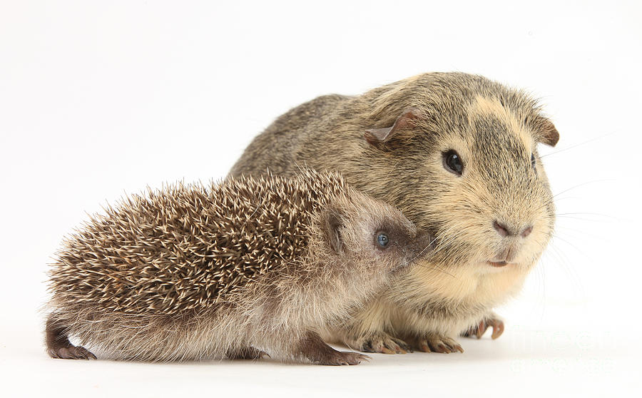 Baby Hedgehog And Guinea Pig Photograph by Mark Taylor