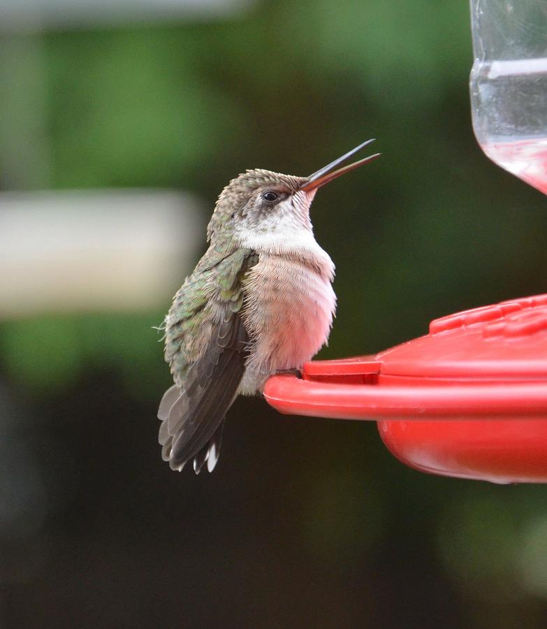 Baby Hummingbird Photograph by Dorrie Pelzer | Fine Art America