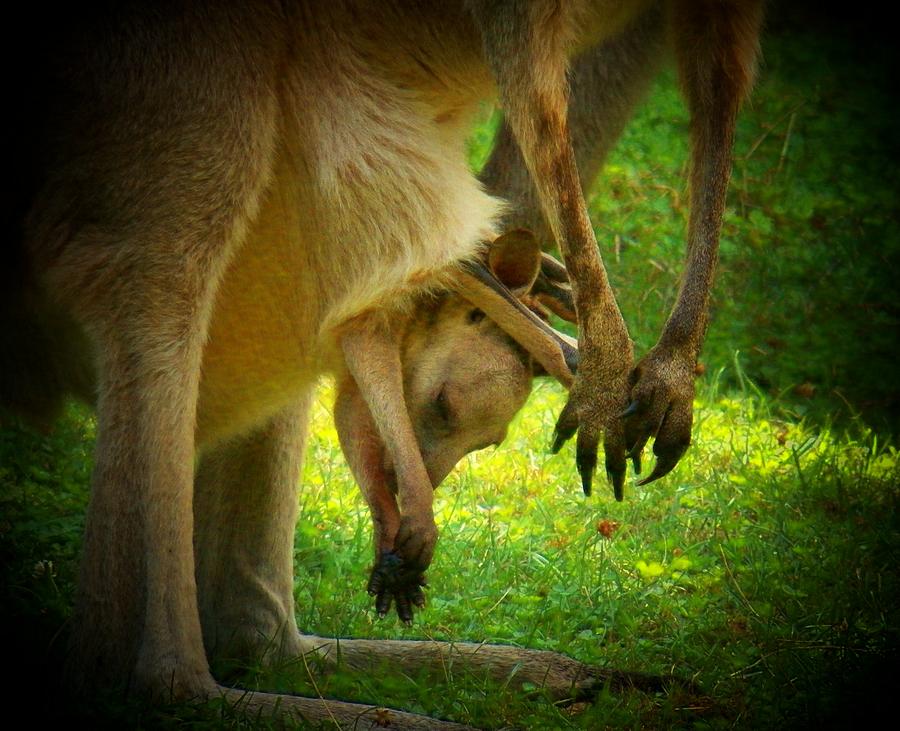 Baby in the Pouch Photograph by Joyce Kimble Smith