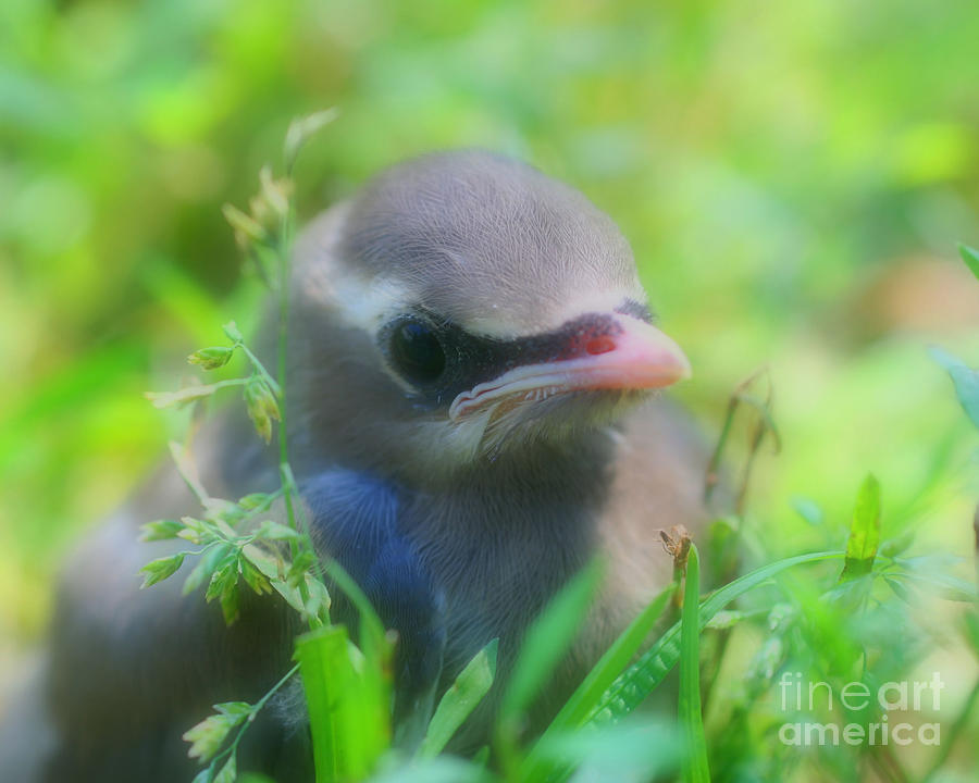 Baby Waxwing Bird Innocence Photograph by Smilin Eyes Treasures