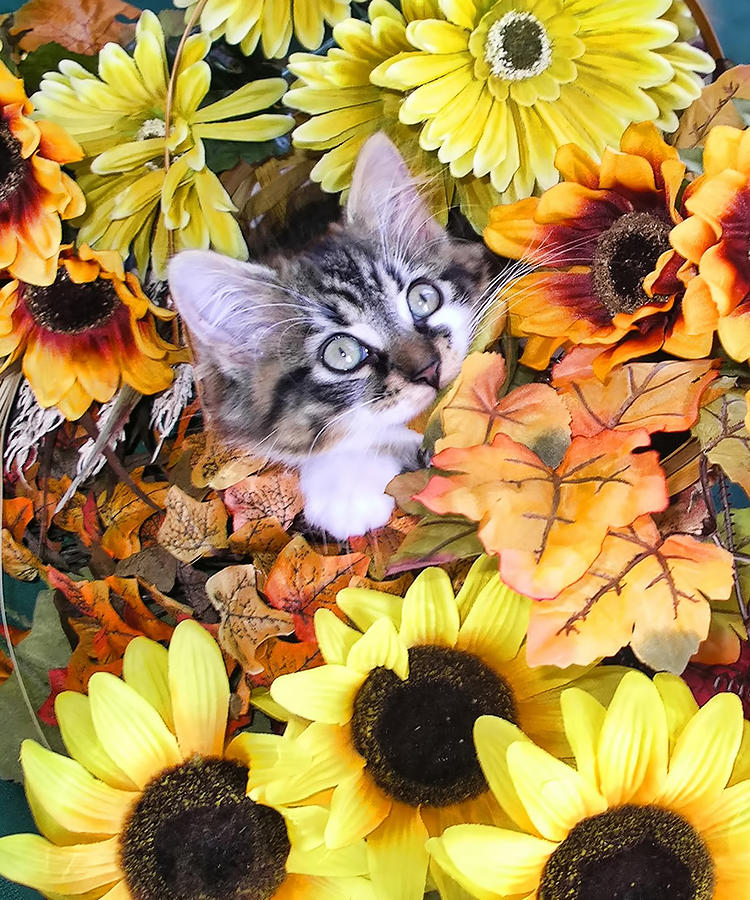 fall pictures with cats