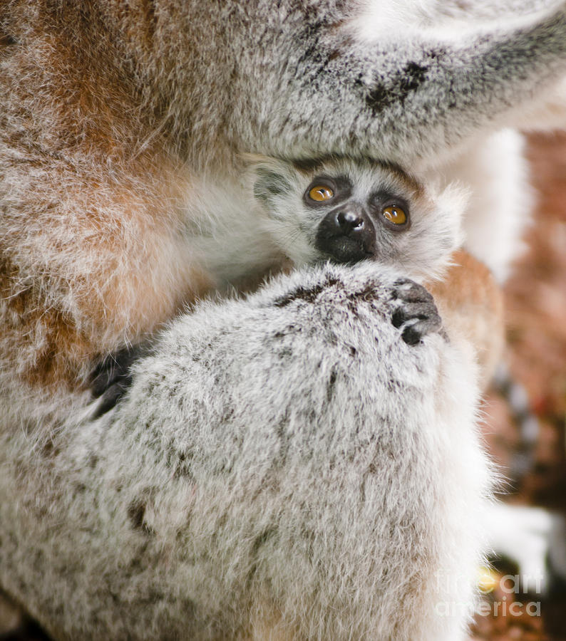 Baby Lemur holds tight to mum Photograph by Andrew  Michael