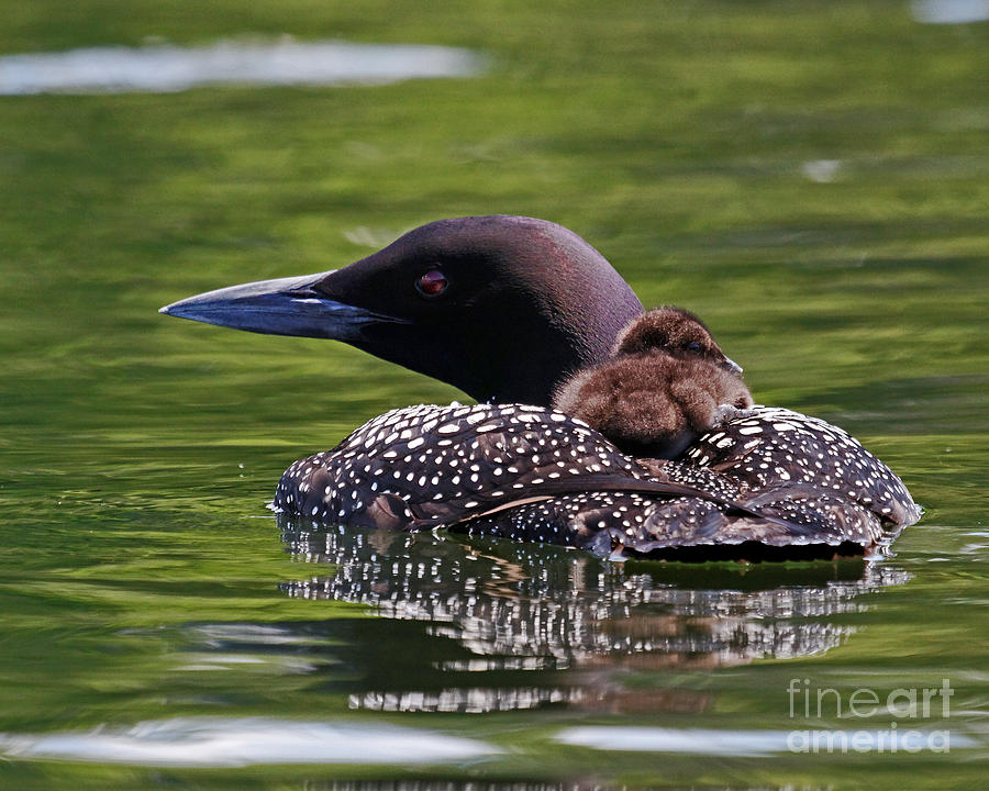 Baby Loon Catching A Ride Photograph by Lloyd Alexander