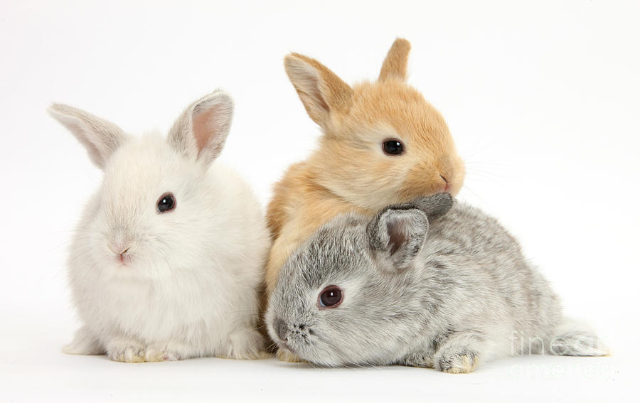 Baby Lop Rabbits Photograph by Mark Taylor