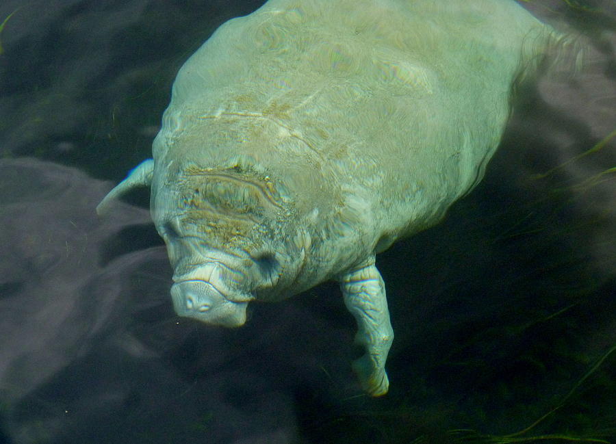 Baby Manatee Photograph by Carla Parris