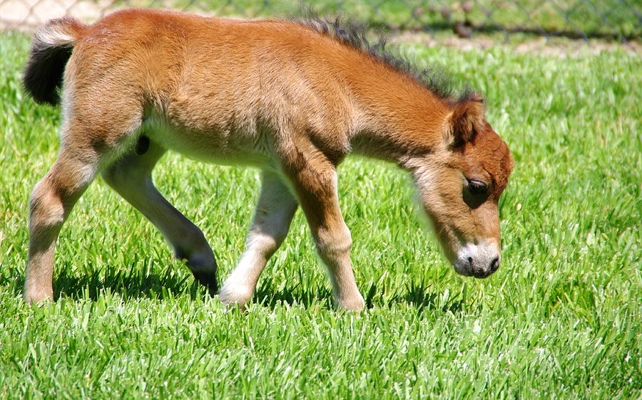 Baby Miniature Horse Photograph by Jeff Lowe