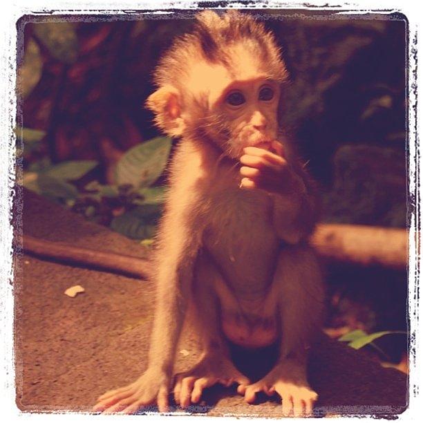 Monkey Photograph - Baby Monkey At The Sacred Monkey Forest by Eric Michaels