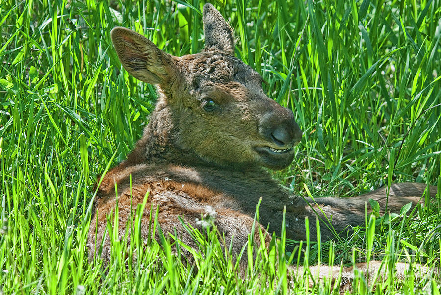 Baby Moose Photograph by Gary Beeler