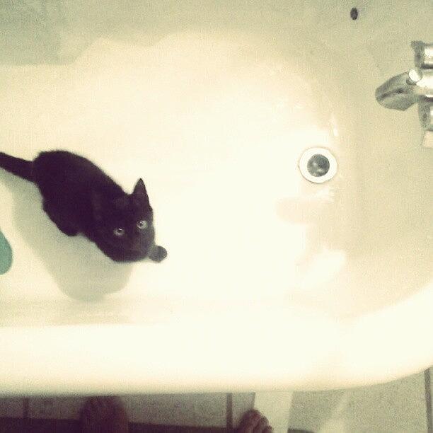 Animal Photograph - Baby Neko In The Tub! Miss Those Days by Amanda Schoonover