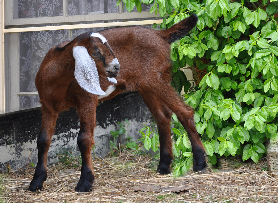 Baby Nubian Goat  Photograph by Elaine Manley